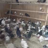 کبوتر  150عدد
