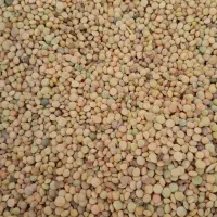 عدس دیم محلی بسیار خوش طعم تازه