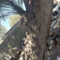 درخت کنار برای زغال