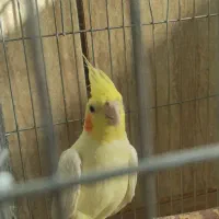 عروس هلندی نر بالغ|پرنده|لردگان, |دیوار