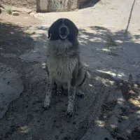 سگ با ادب