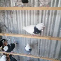 کفتر|پرنده|تهران, بلورسازی|دیوار