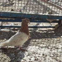 کله زرد|پرنده|بندر ماهشهر, |دیوار