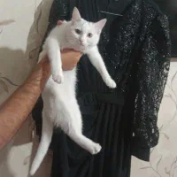 گربه پرشین بریتیش|گربه|کرمان, |دیوار