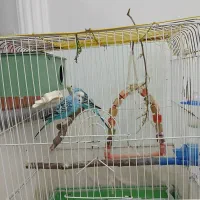 مرغ عشق نر و ماده سالم باهم با قفس