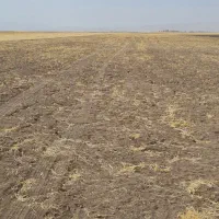 زمین کشاورزی|فروش دفتر صنعتی، کشاورزی، تجاری|کوزران, |دیوار