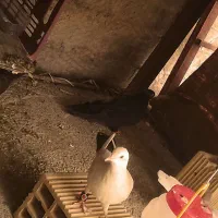 کبوتر|پرنده|سرپل ذهاب, |دیوار