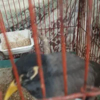 مرغ مینا سخنگو|پرنده|اصفهان, شهرک امام خمینی|دیوار