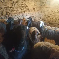 گوسفند‌ماده