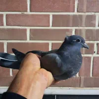 جوجه سبز دم سفید|پرنده|قم, حاج زینل|دیوار