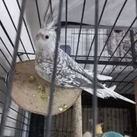 عروس هلندی ماده|پرنده|تهران, پرستار|دیوار