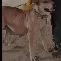 سگ ماده و ژرمن نر