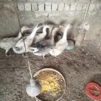 غاز محلی