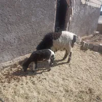 بره لتکی دم بزی|حیوانات مزرعه|بم, |دیوار