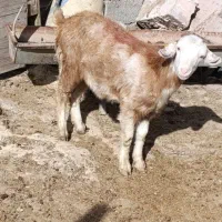 بزغاله ماده سانن سالم نژاددوقلوزا|حیوانات مزرعه|مشهد, همت آباد|دیوار