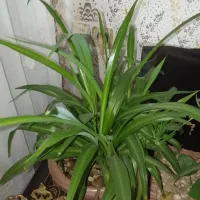 فروشی گل|گل و گیاه طبیعی|مشگین شهر, |دیوار