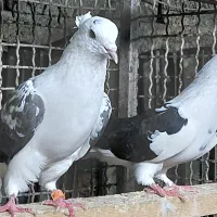 کبوتر ابلغی و سبز و قرمز|پرنده|قائم‌شهر, |دیوار