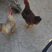 خروس