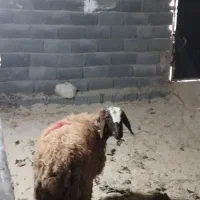 گوسفند|حیوانات مزرعه|محمدشهر, علی آباد گونه|دیوار