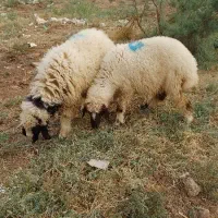 گوسفند ماده