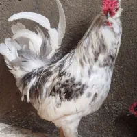 خروس گلین فول طوسی