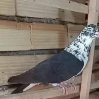 کبوتر پرواز|پرنده|رشت, انصاری|دیوار