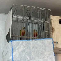 یک جفت گرینچیک|پرنده|نقده, |دیوار