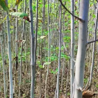 نهال گردو و برنج فجر سوزنی|خدمات باغبانی و درختکاری|دلند, |دیوار