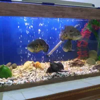 آکواریوم با ماهی