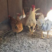 جوجه مرغ|حیوانات مزرعه|رودان, |دیوار