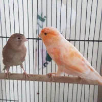 قناری جفت خورده آماده با قفس