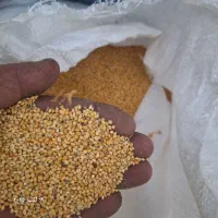 فروش بذر تره وارزن|خدمات باغبانی و درختکاری|مبارکه, |دیوار