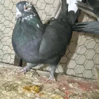 ماده|پرنده|شهرکرد, |دیوار