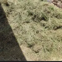 شبدر چین اول و دوم