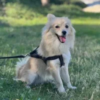 پامر روباهی واگذاری رایگان|سگ|جم, |دیوار