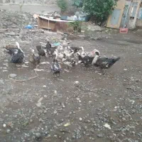 اردک اسراییلی