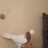 کبوتر گمشده مژدگانی دارد|حیوانات|الوند, |دیوار