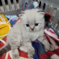 توله پرشین اصیل