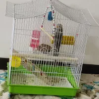 جوجه عروس هلندی دو ماهه همراه با قفس