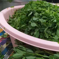 خوردنی سبزی خورشتی|خوردنی و آشامیدنی|کوهدشت, |دیوار