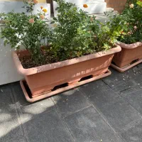 فلاورباکس بزرگ|گل و گیاه طبیعی|تهران, قلهک|دیوار