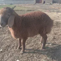 بره و بزغاله|حیوانات مزرعه|مشهد, کلاته برفی|دیوار