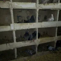 کفتر مسافتی بوم ندیده ازنژاد اصلی|پرنده|قم, نوبهار|دیوار