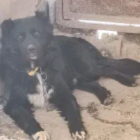 توله سگ نر قدرجونی سفت سفت