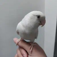 برزیلی دستی آلبینو نَر|پرنده|قزوین, |دیوار