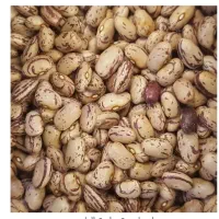 فروش فوری ۶۰۰کیلو لوبیا چیتی