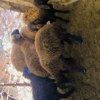 بره گوسفند بزرگ|حیوانات مزرعه|فراغی, |دیوار