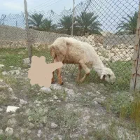 میش داشتی شیری بشرت