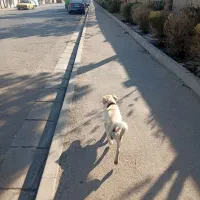 شیتزو واگذاری|سگ|کرج, دهقان ویلا|دیوار