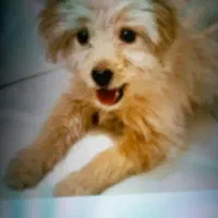 سگ عروسکی سایز ریز